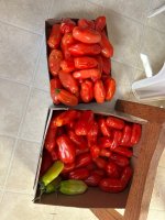IMG_2468.jpeg