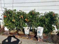 IMG_2469.jpeg