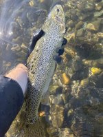 IMG_4875.jpeg