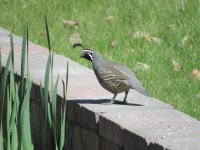 IMG_1908.JPG