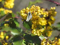 IMG_1906.JPG
