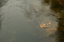 DSC_0455.JPG