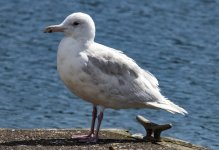 A02GlaucousGull1582.jpg