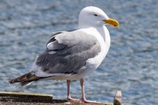 A03GlaucousWingedGull.jpg