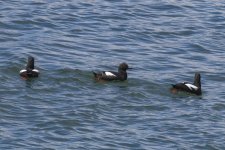 A04PigeonGuillemots1595.jpg