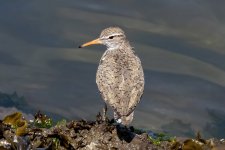 B09SpottedSandpiper1642.jpg