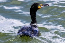 B01DoubleCrestedCormorant1620.jpg