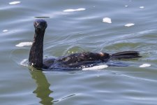 B02PelagicCormorant1652.jpg