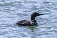 B03CommonLoon1632-SharpenAI-Focus.jpg