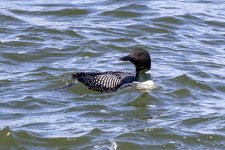 B07CommonLoon1775.jpg