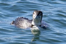 B06CommonLoon1721.jpg