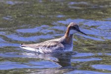 C04RedNeckedPhalarope1814.jpg