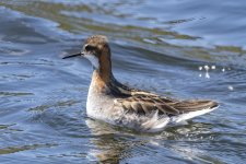 C05RedNeckedPhalarope1858.jpg