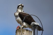 E01Osprey1893.jpg