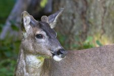 BuckGrowingAntlers1908.jpg BuckGrowingAntlers1908.jpg