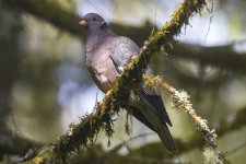 BandtailPigeon1948.jpg BandtailPigeon1948.jpg