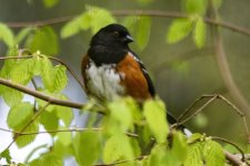 SpottedTowhee1578.jpg SpottedTowhee1578.jpg