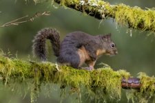 DouglasSquirrel1575.jpg DouglasSquirrel1575.jpg