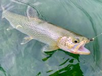 IMG_4254.jpeg