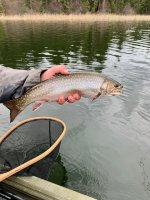 Brookie - 1.jpeg Brookie - 1.jpeg