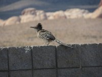 IMG_2410.JPG