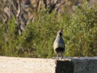 IMG_2474.JPG