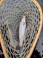 IMG_20220516_135136.jpg