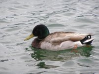 Mallard @ East Lake 6-4-07.JPG