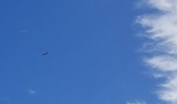 20220520_bird.jpg 20220520_bird.jpg