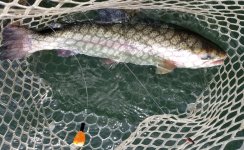 20220520_fish.jpg 20220520_fish.jpg