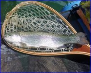trout 1 web size.jpg trout 1 web size.jpg