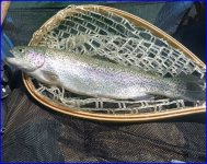 Big trout websize .jpg Big trout websize .jpg