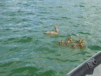 Duck + 9 Ducklings @ Diamond Lake 6-25-19 #1.JPG