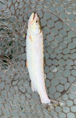 IMG_4175.jpeg IMG_4175.jpeg