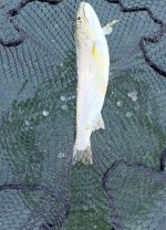 IMG_4172.jpeg IMG_4172.jpeg