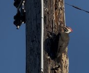 IMG_8907.jpeg