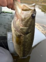 IMG_7036.jpeg