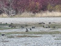 IMG_0885.jpeg