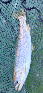 IMG_4214.png IMG_4214.png