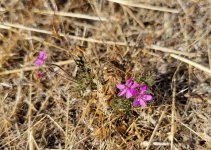 20261016_112855 Red-stemmed Storksbill.jpg