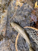 IMG_8650.jpeg