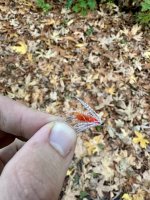 IMG_7416.jpeg