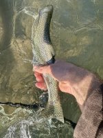 IMG_7409.jpeg