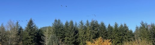IMG_0563.jpeg
