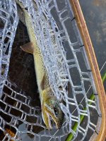 IMG_7391.jpeg