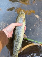 IMG_7392.jpeg
