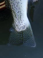 IMG_8966.jpeg