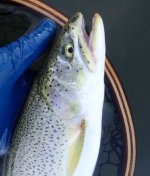 IMG_8965.jpeg