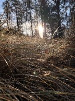 IMG_4638.jpeg