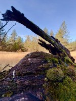 IMG_4645.jpeg